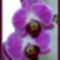 Orchidea34_800