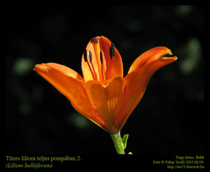 Tuzes_liliom_teljes_pompaban2_Fulep_Teofil_20070609