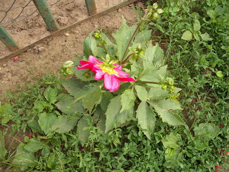 Virág (4)