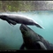 BestPix2003-dugong