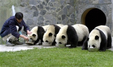 pandák