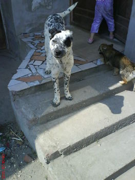 nyafi