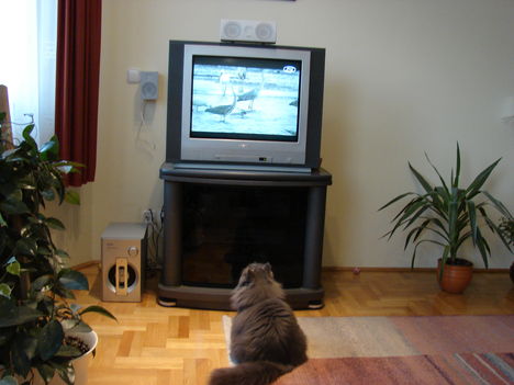 Madármegfigyelés tv-n keresztül