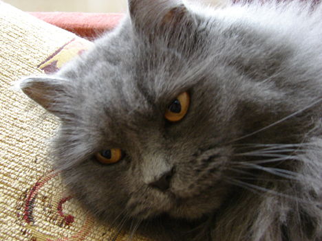 Mucika portré