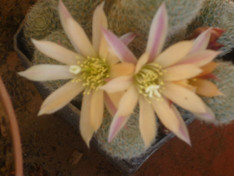 P1020277
