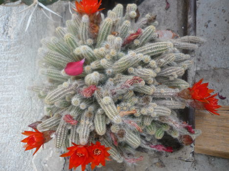 P1020280