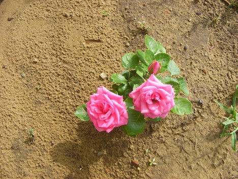 Rózsaszín törperózsa 2009.06.28