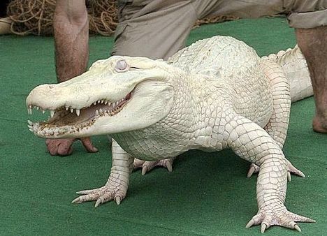 Krokodil,albínó
