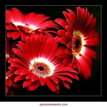 gerbera