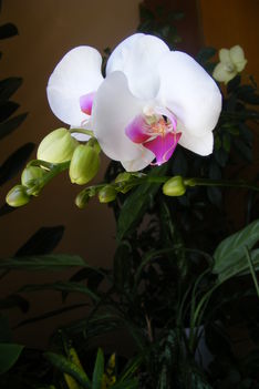 Orchidea / 3 virágzása/