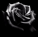 BlackRose