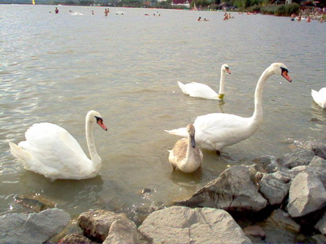 Velencei tó - 2007
