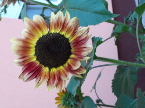 2009.07.02.Napraforgó