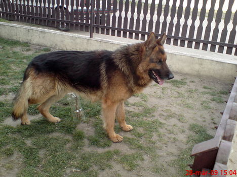 Bukli