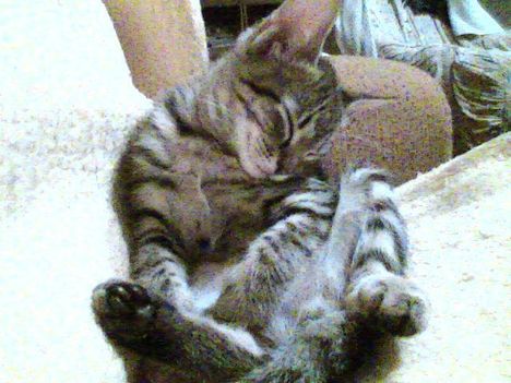 Kittyke furcsa pózban alszik