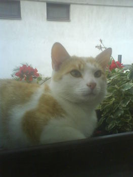 cingi2