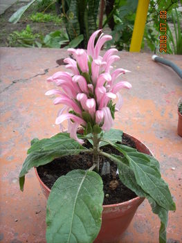 Jacobinia carnea