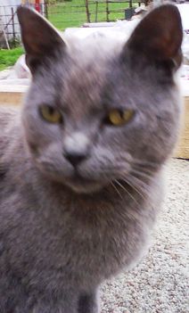 Samu
