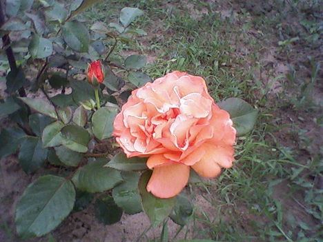 Narancssárga rózsám