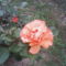Narancssárga rózsám
