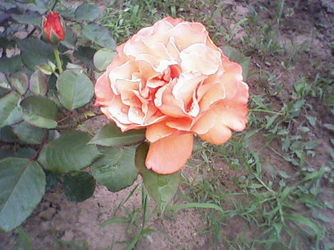 Rózsácskám első virága