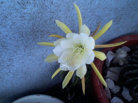 Epiphyllum hibrid