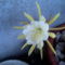 Epiphyllum hibrid