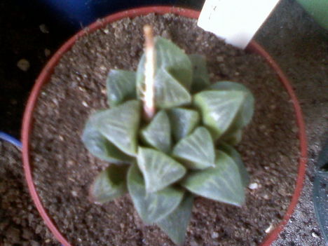 Haworthia sp