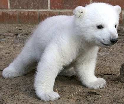 knut1