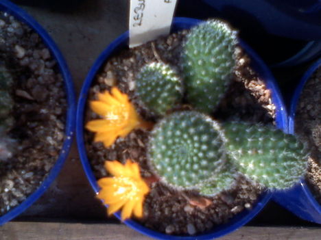 Rebutia