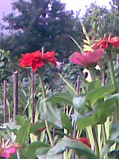 Virágaim 10