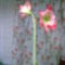 Virágaim 1