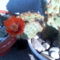 Virágzó Opuntia