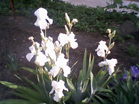 fehér liliom