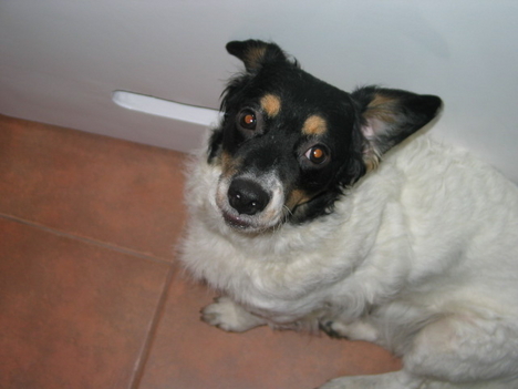 Baba kutyus, a menhelyről