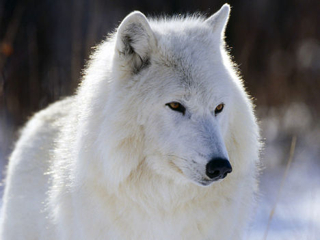 Fehér farkas