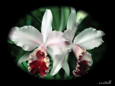 Orchidea