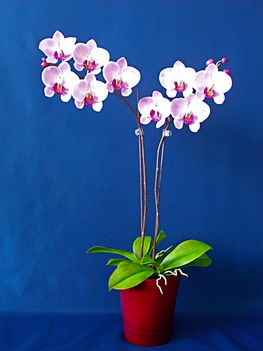 Orchidea 14 Phalaenopsis