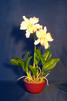 Orchidea 18 Cattleya