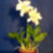 Orchidea 18 Cattleya