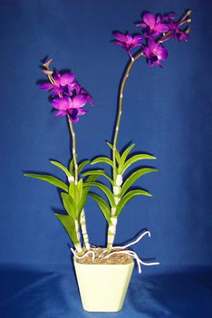Orchidea 19 Dendrobium