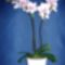 Orchidea 20 Phalaenopsis