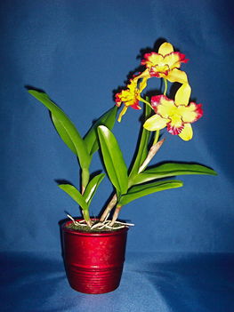 Orchidea 22 Potinara