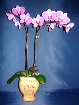 Orchidea 24 Phalaenopsis