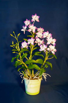 Orchidea 26 Dendrobium Nobile