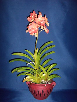 Orchidea 28 Vanda