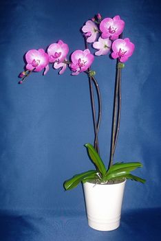 Orchidea 29 Phalaenopsis