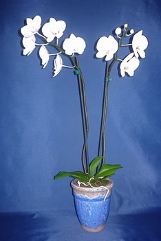 Orchidea 2 Phalaenopsis