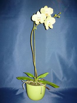 Orchidea 35 Phalaenopsis