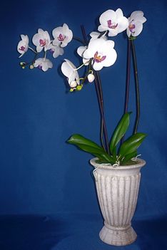 Orchidea 39 Phalaenopsis